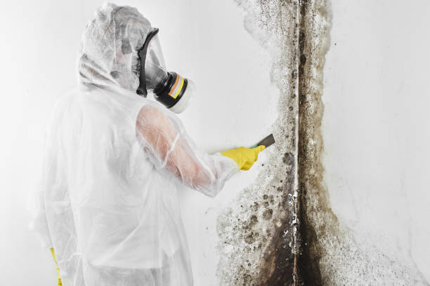 Best Attic Mold Removal  in Bremen, GA