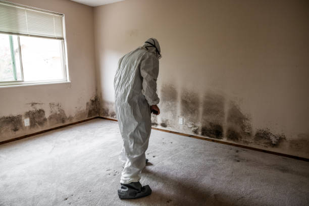 Best Commercial Mold Removal  in Bremen, GA